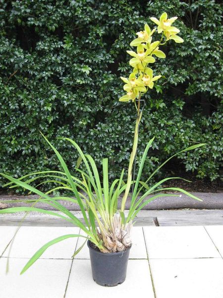 orchids cymbidium potting pot should kind